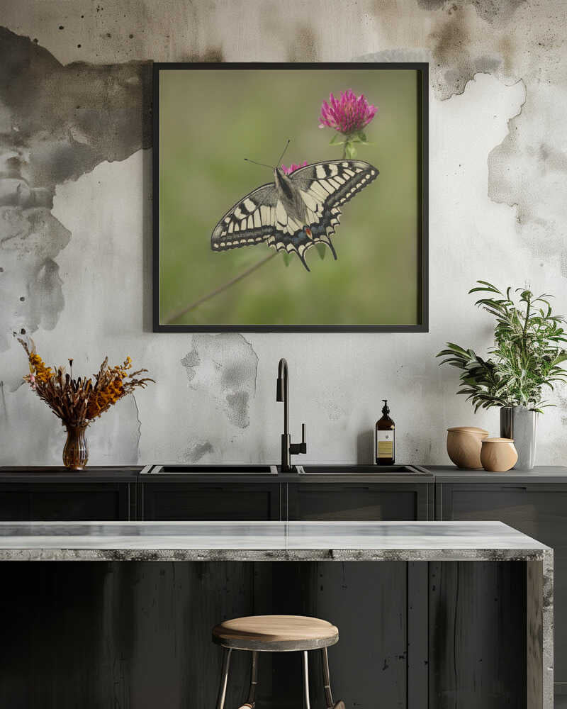 Beautiful butterfly.