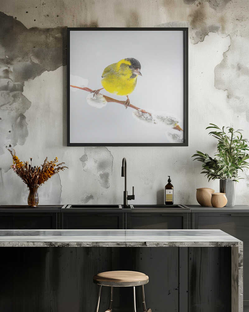 Little yellow bird in a white world.