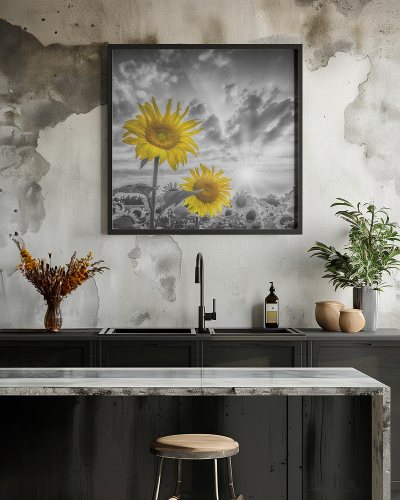 Focus on two sunflowers