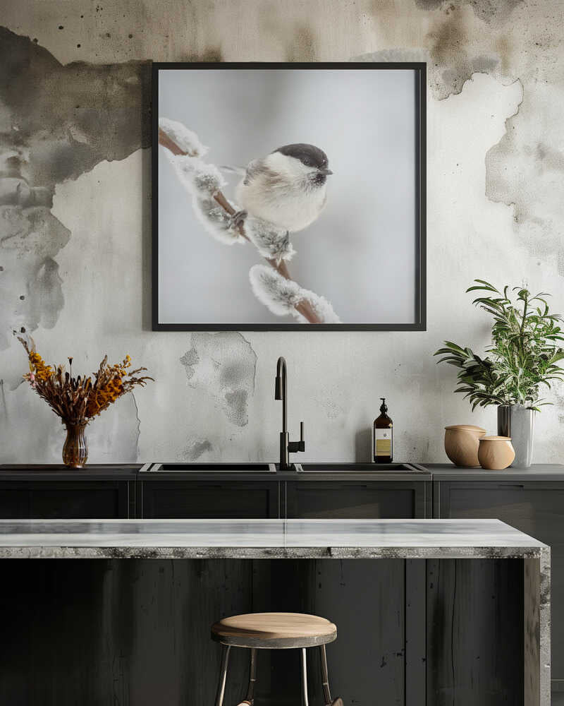 Willow tit in winter.