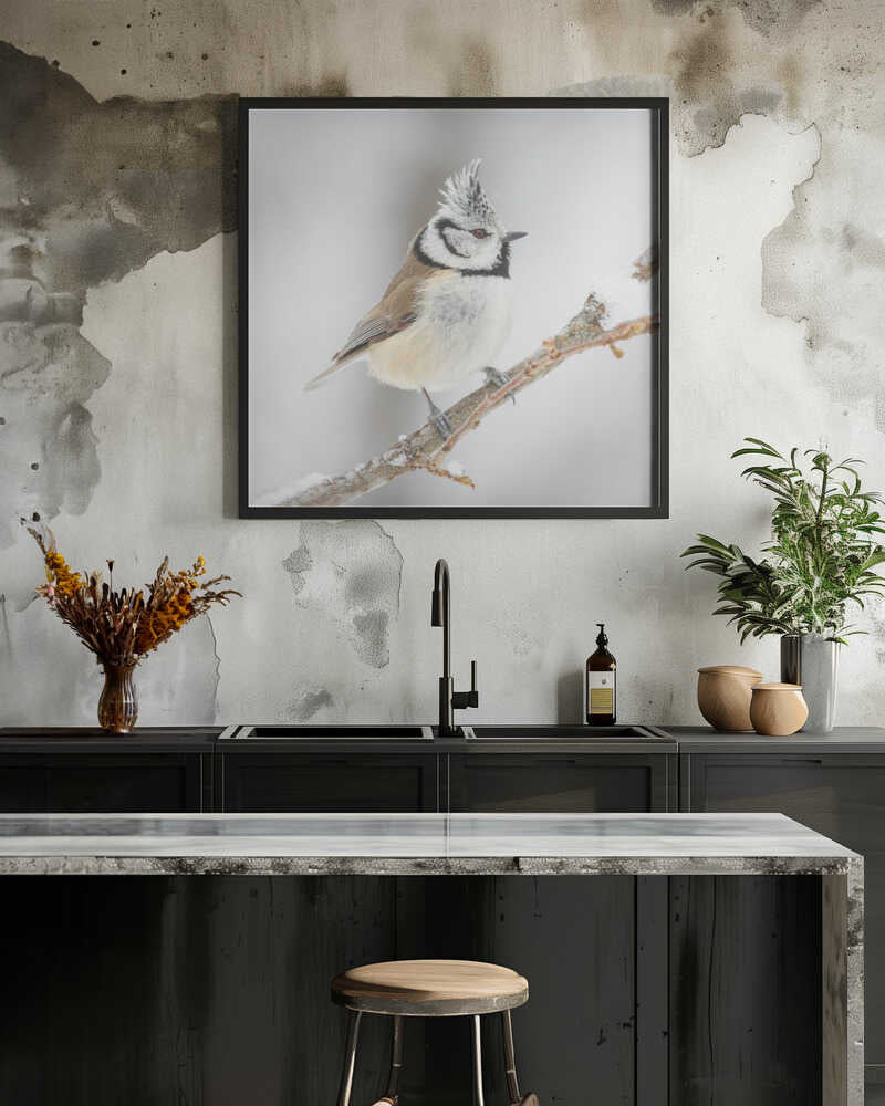 A little crested tit.