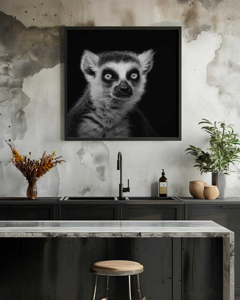 Ring-Tailed Lemur