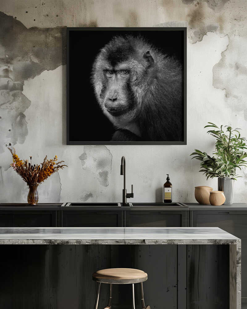 Southern Pig-Tailed Macaque