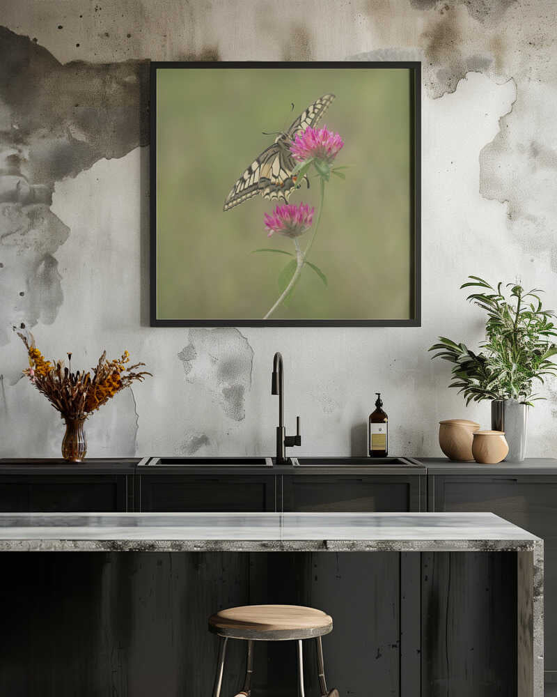 The queen of butterflies.