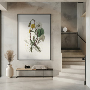 Art Prints of Coltsfoot (tussilago Farfara) Medical Botany