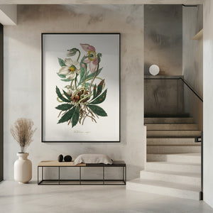 Art Prints of Christmas Rose (helleborus Niger) Medical Botany