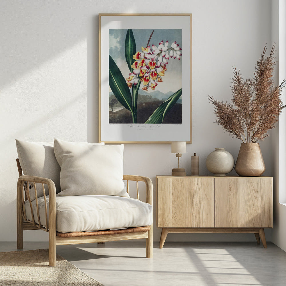 The Nodding Renealmia from The Temple of Flora (1807)