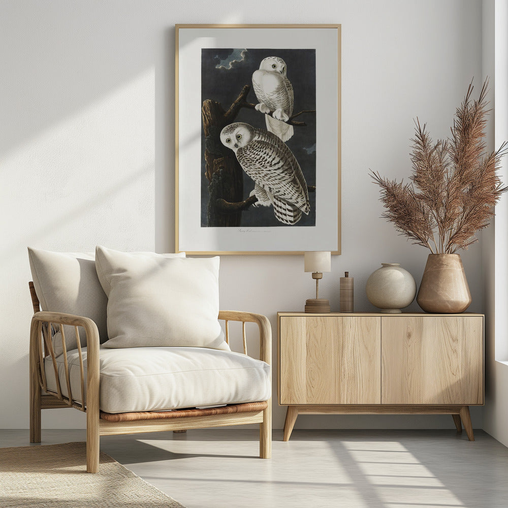 Snowy Owl From Birds of America (1827)