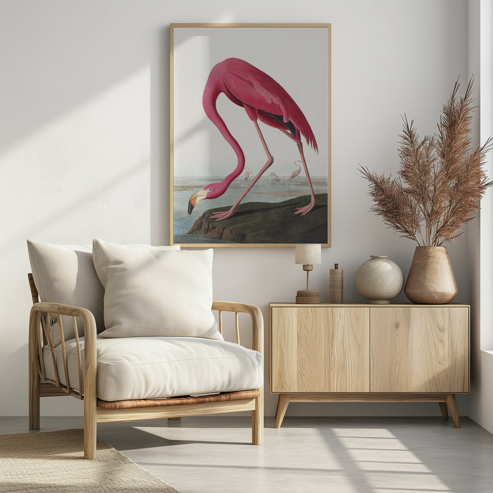 Pink Flamingo Ii From Birds of America (1827)