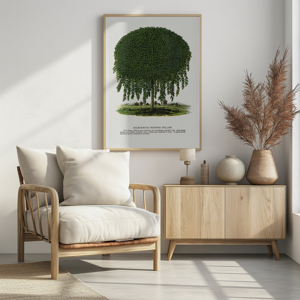 Kilmarnock Weeping Willow Tree Lithograph