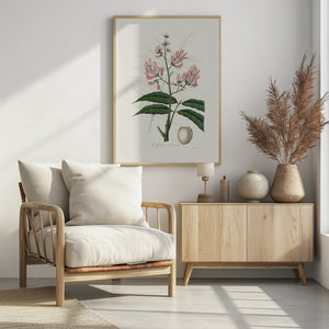 Art Prints of Geoffroya Inermis Medical Botany