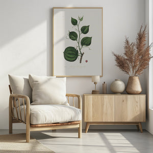 Art Prints of Lmilax Larsaparilla Medical Botany