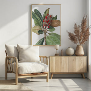 Art Prints of Southern Magnolia (1923)