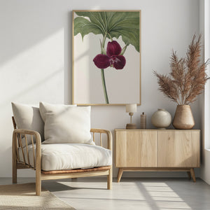 Art Prints of Sweet Trillium