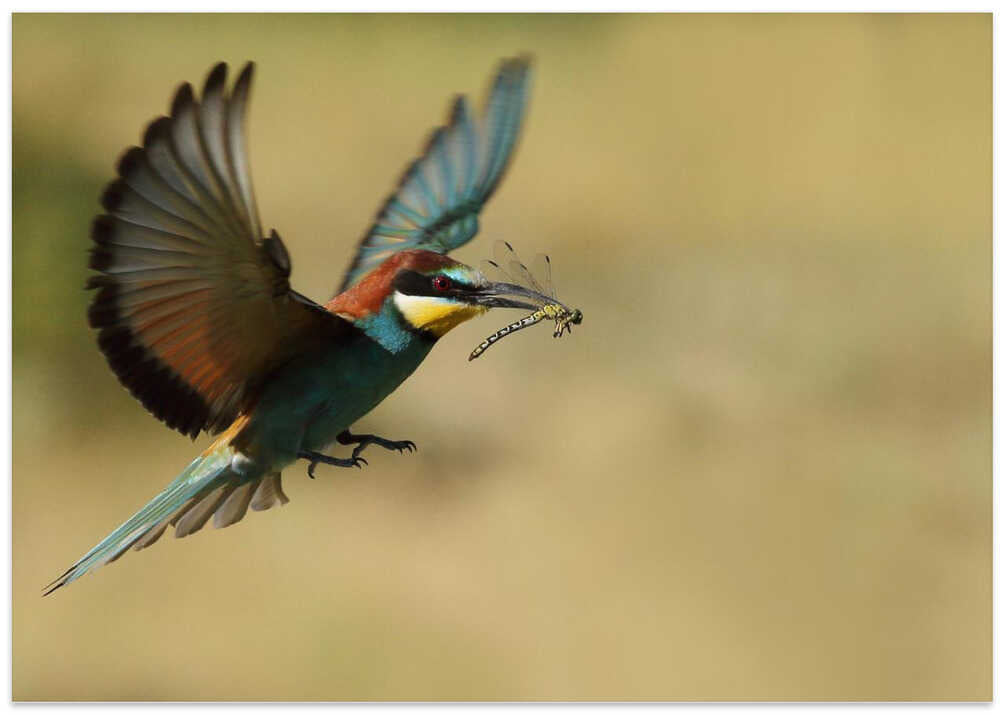 Dragonfly and bee-eater