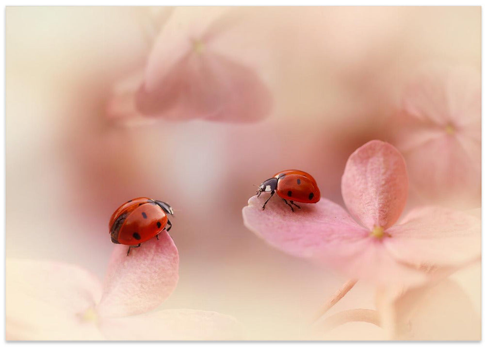 Ladybirds on pink hydrangea.