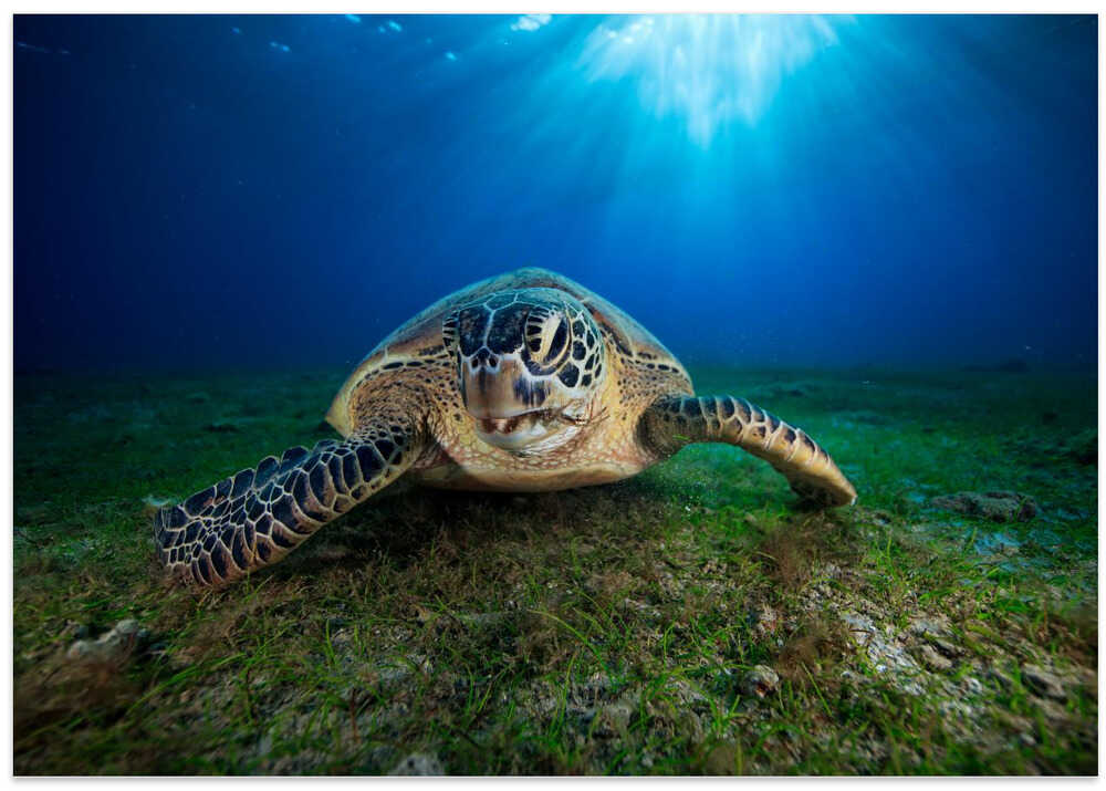 Green turtle