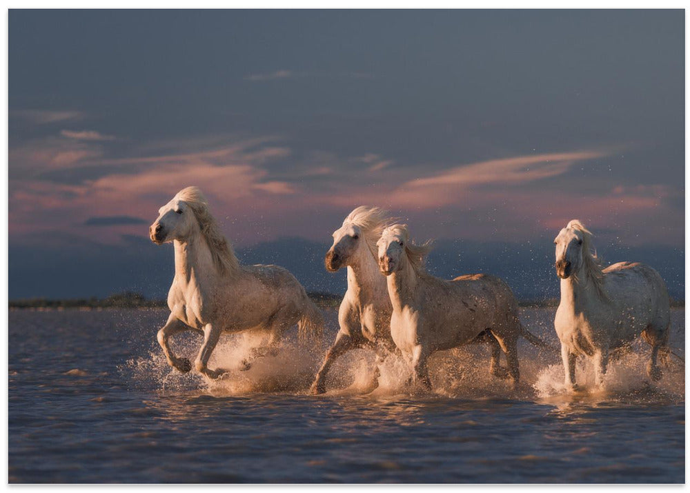 Angels of Camargue