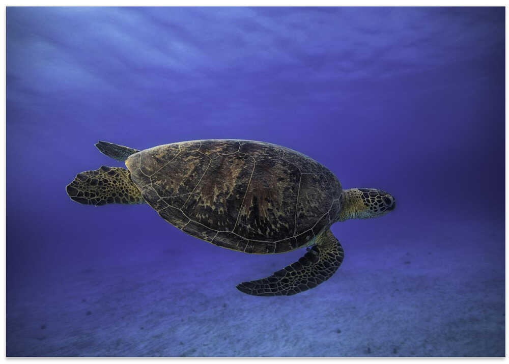 Green turtle in the blue