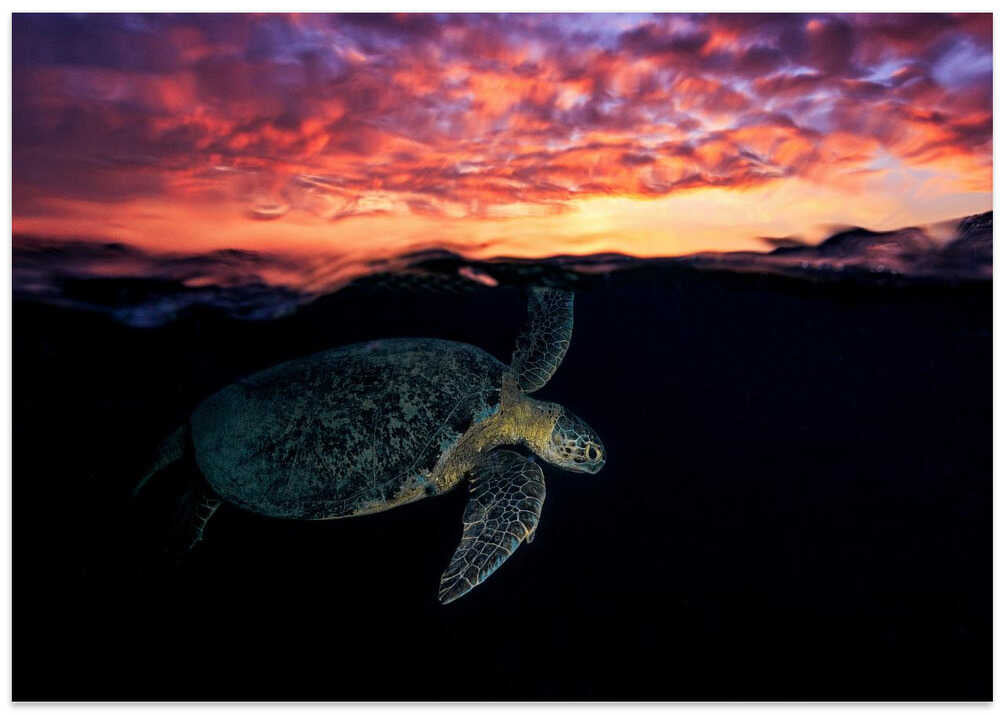 Sunset turtle