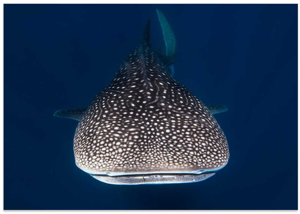 Whale Shark