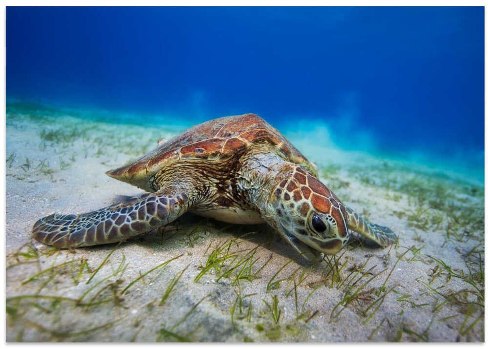 Green turtle
