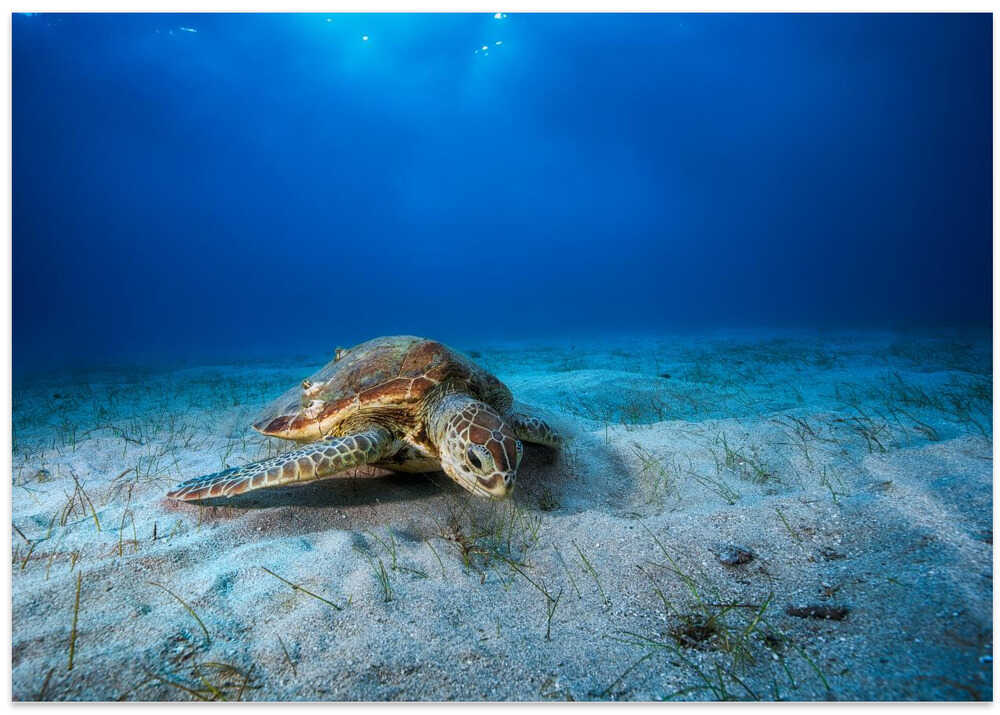 Green turtle in the blue