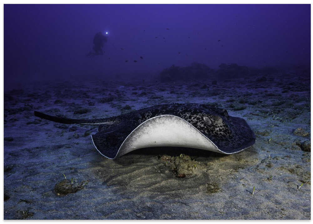 Black-blotched stingray