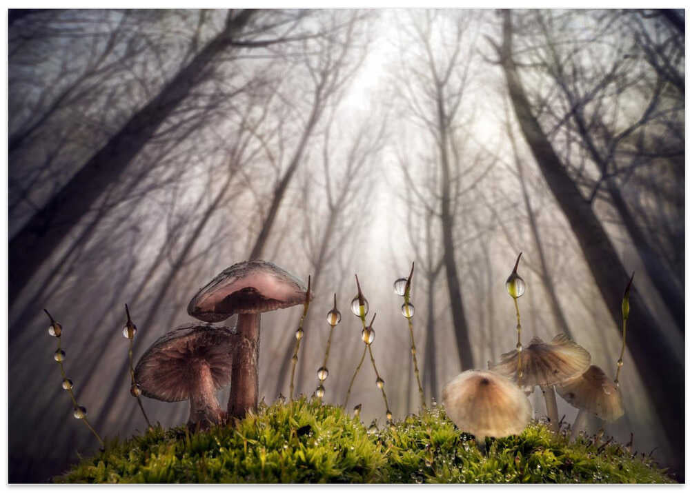 Small and giant creatures of the woods