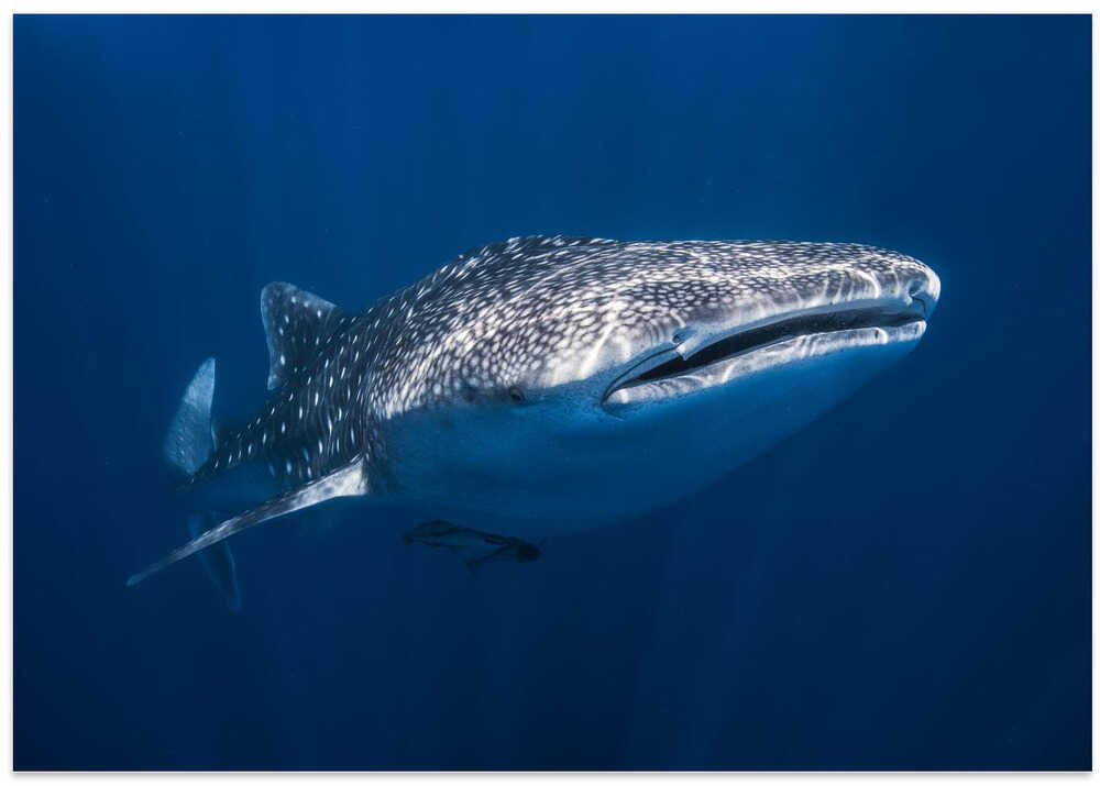 Whale Shark