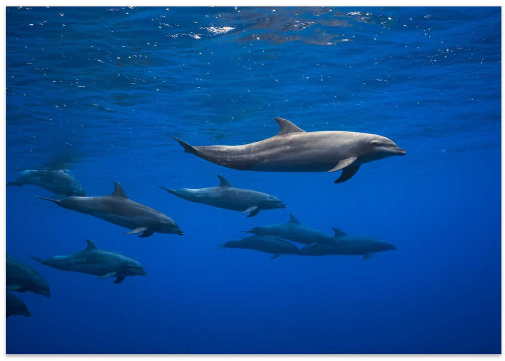 Dolphins