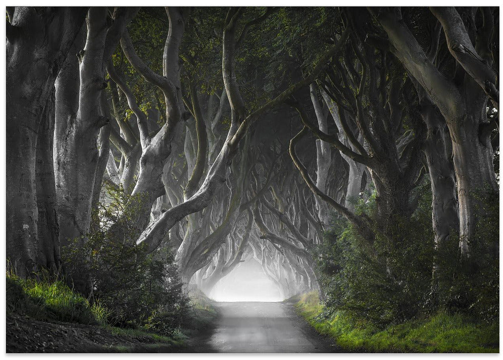 DARK HEDGES