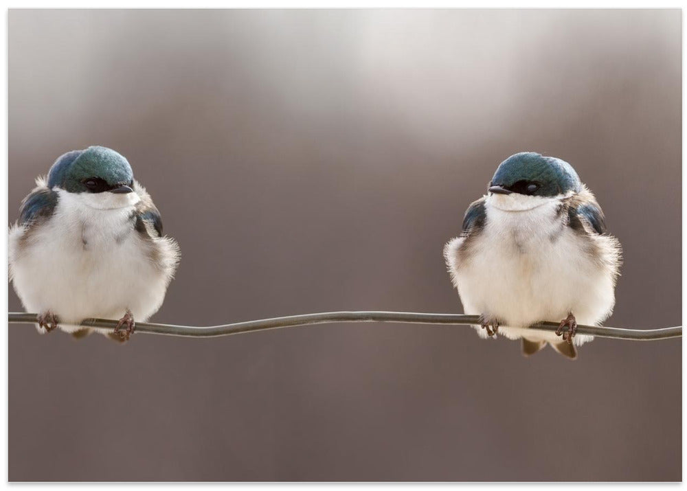 Birds on a wire