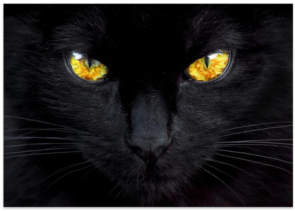 The hypnotist of the night