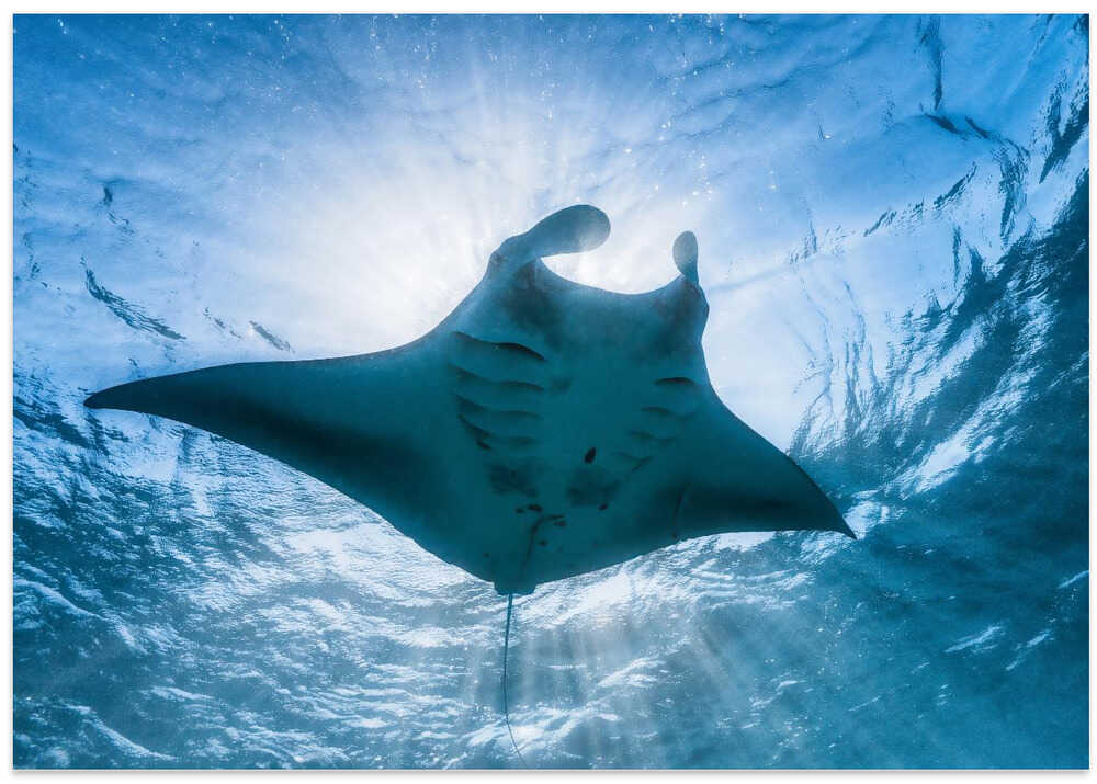 Manta ray