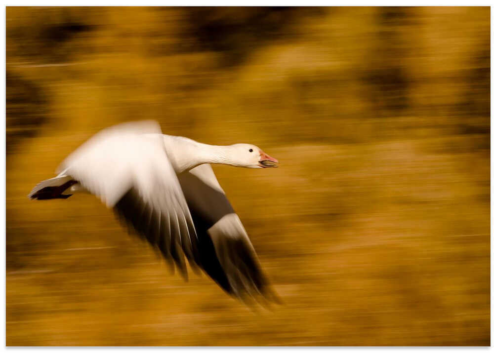 Goose with Cottonwoods