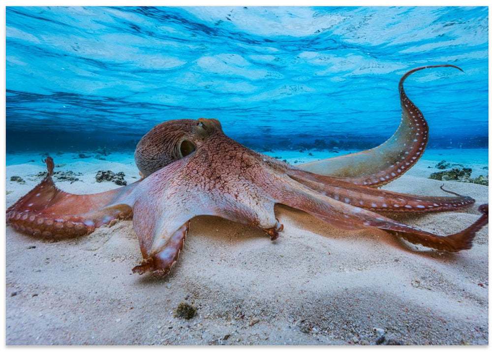 Octopus