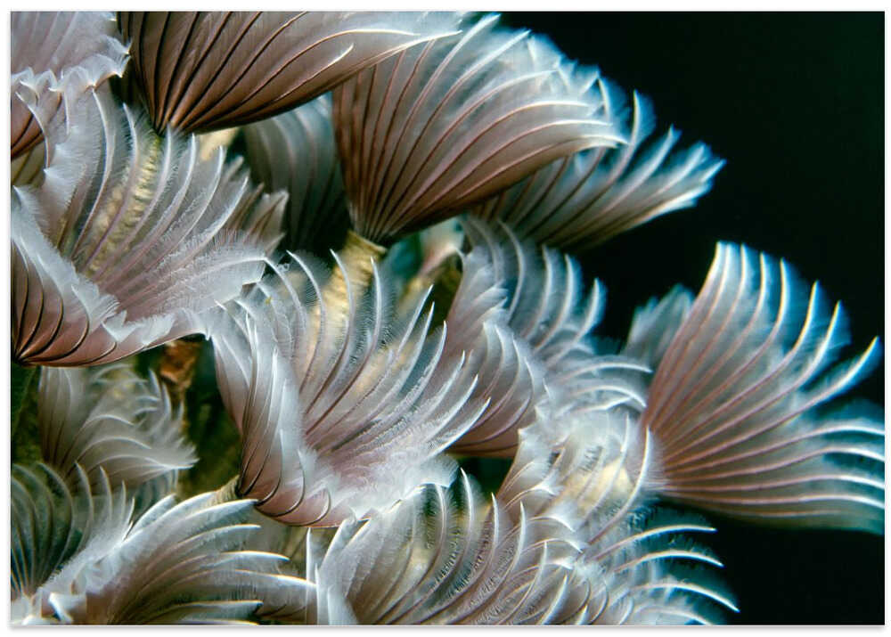 Feather Duster Worms