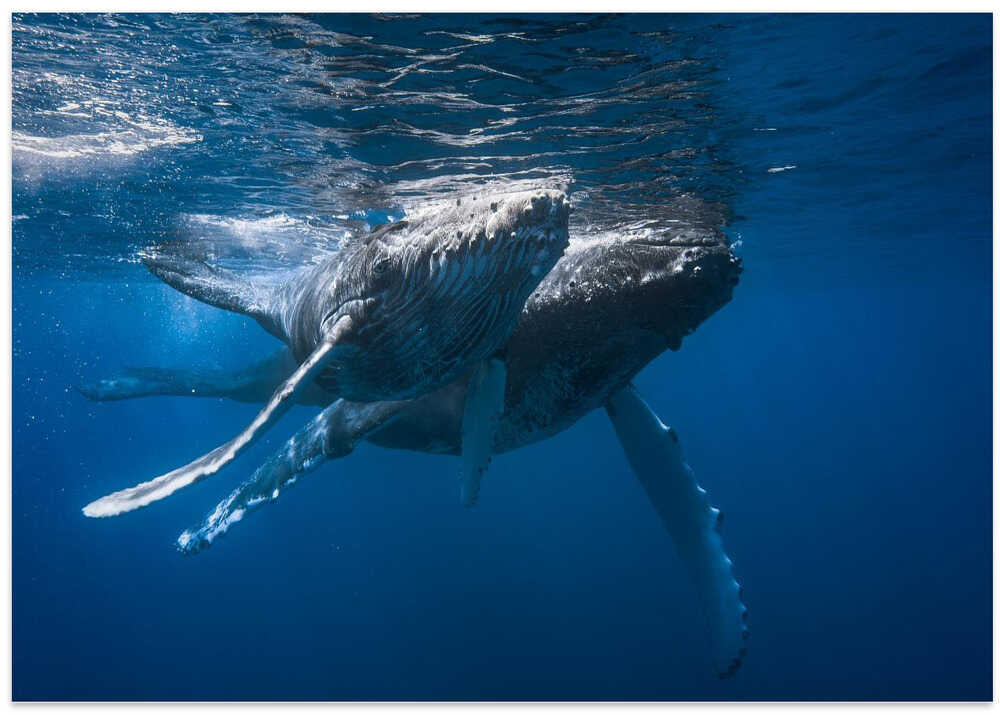 Humpback whale