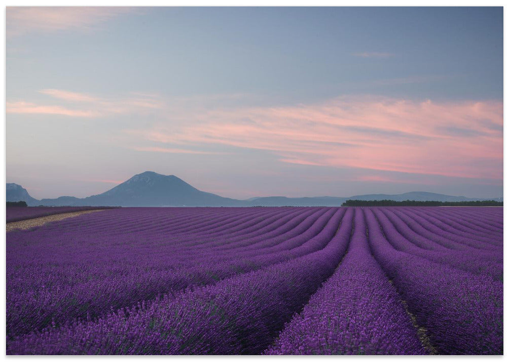 Lavender field