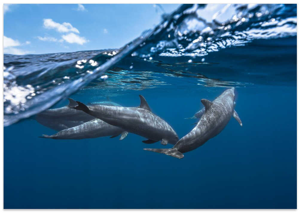 Dolphins