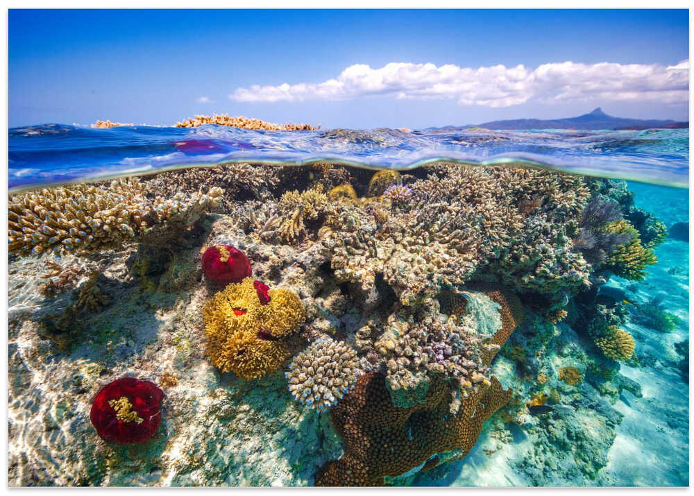 Mayotte : The Reef