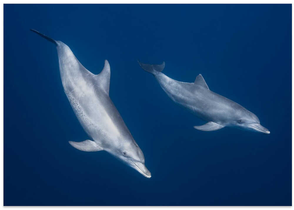 Bottlenose dolphins