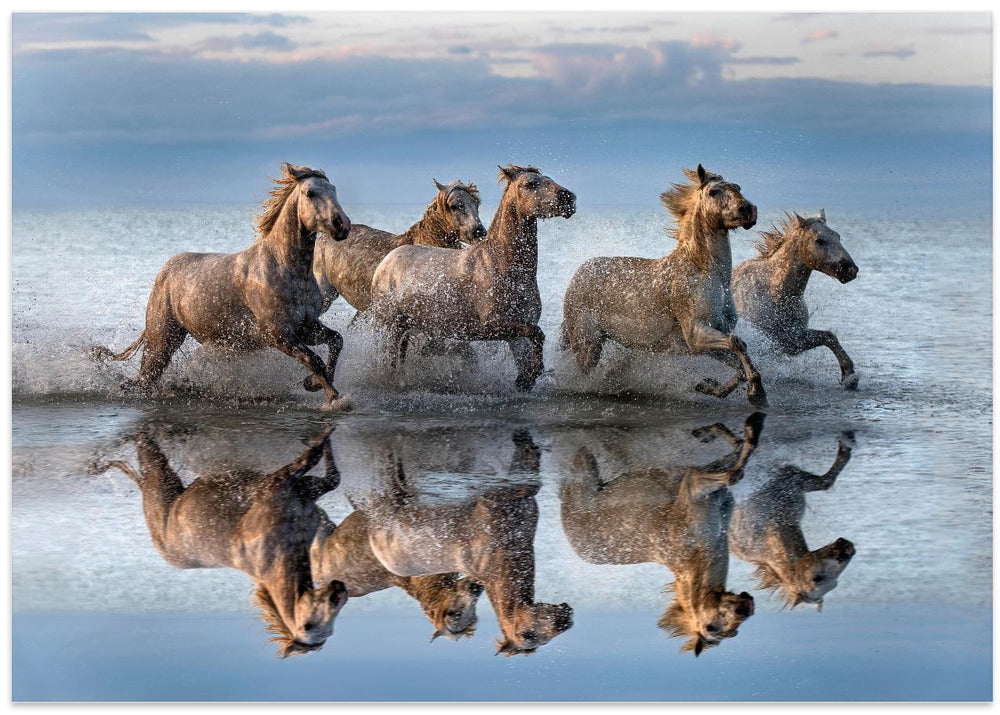Horses and reflection