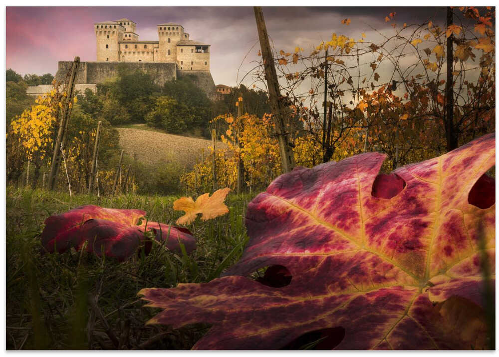 The colors tribute of the leaves