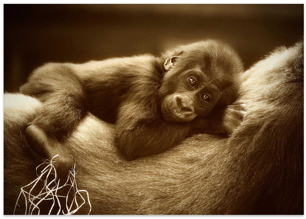 THE GOLDEN SIDE OF LIFE ....