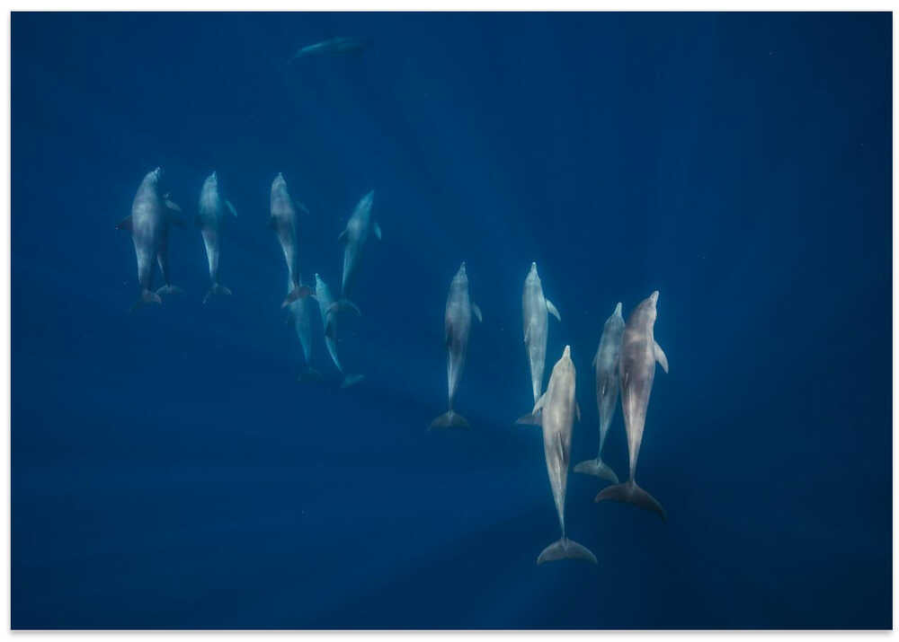 Dolphin group
