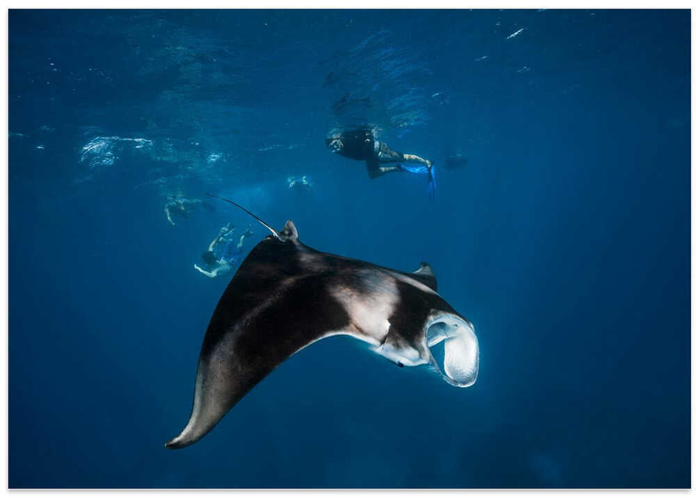 Manta ray!
