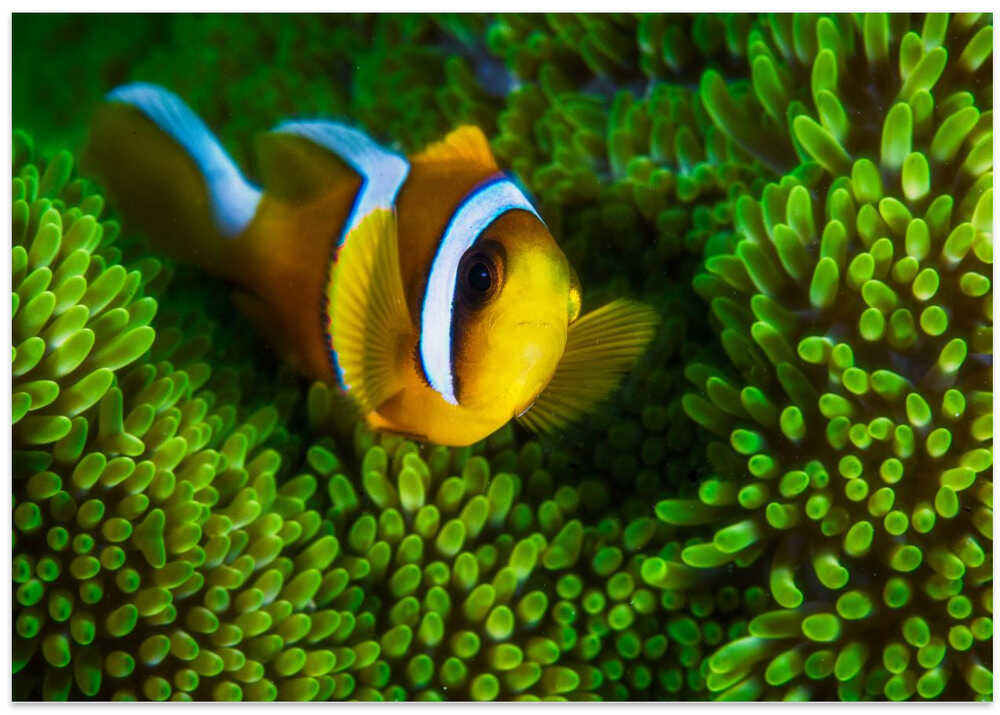 Yellow clownfish on green anemon