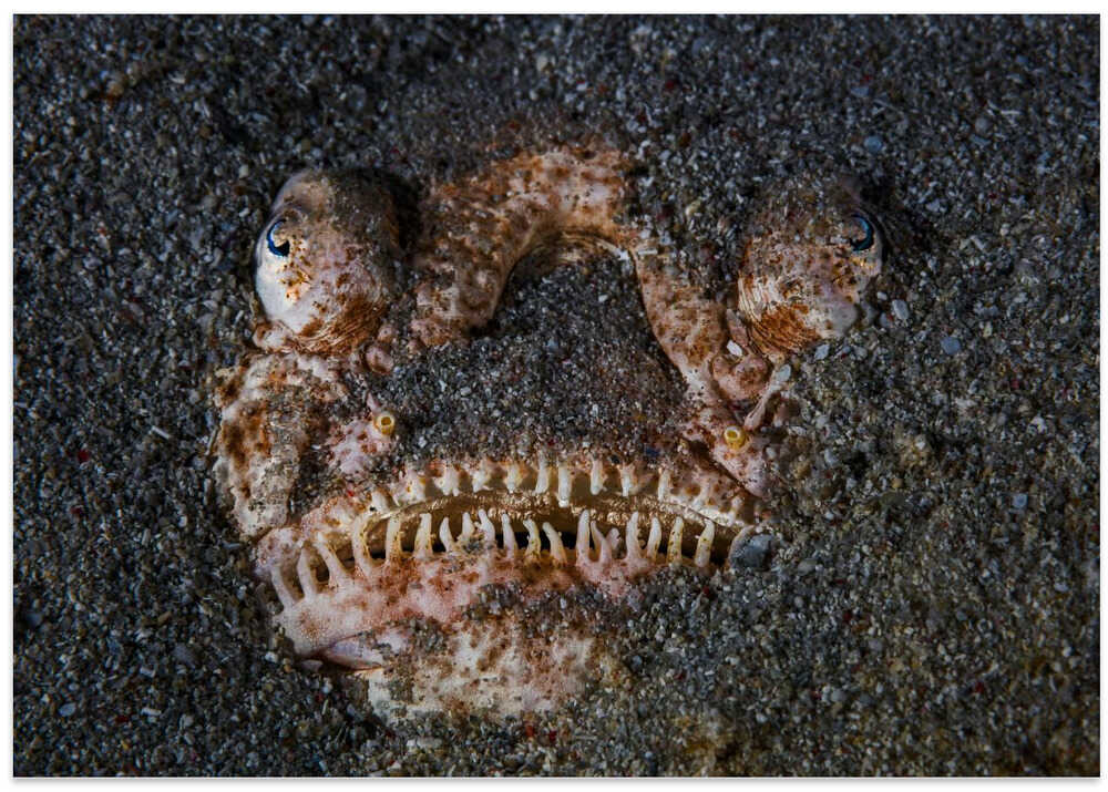 Atlantic stargazer!!!